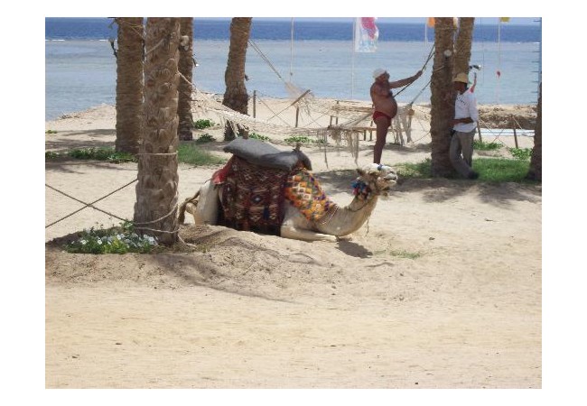 Photos of CLUB CALIMERA Habiba Beach, Marsa Alam